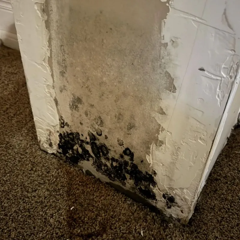 Professional Mold Removal in Meadowlakes, TX